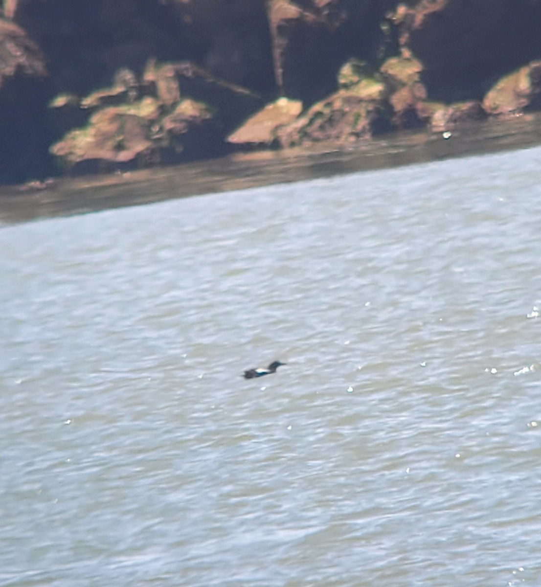 Pigeon Guillemot - ML592277391