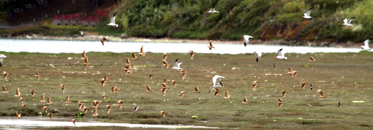 Marbled Godwit - ML592277771