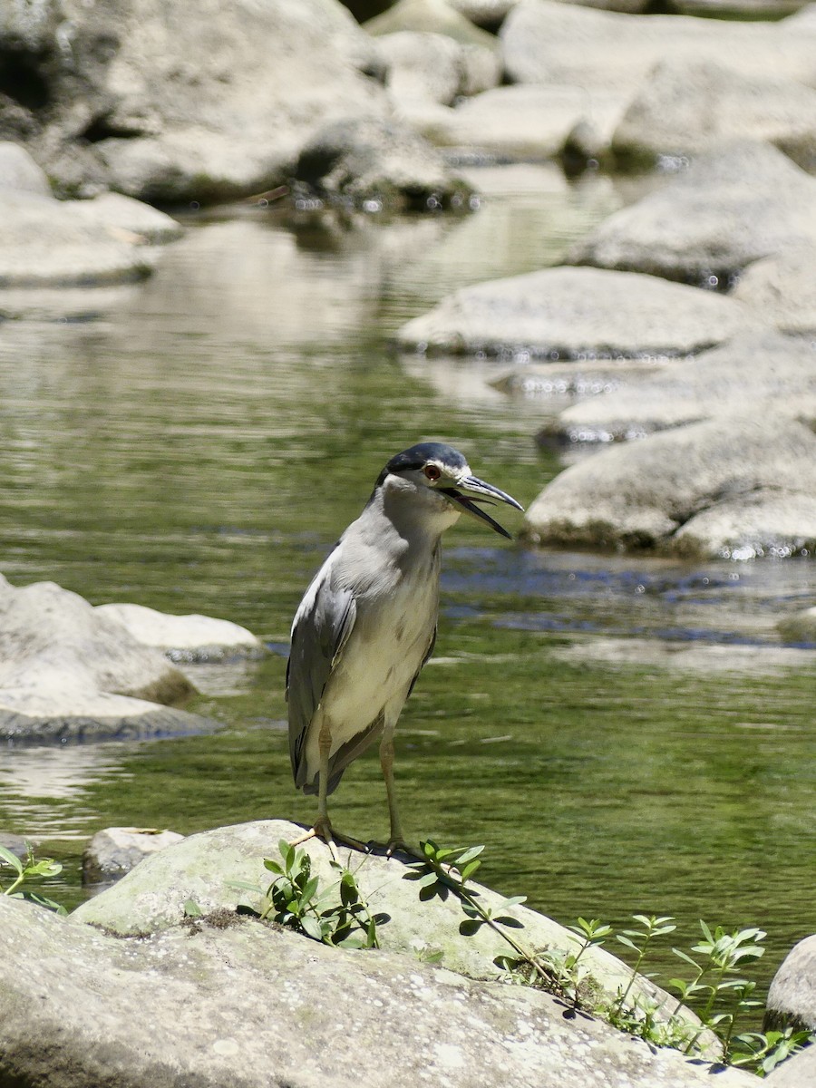 Black-crowned Night Heron - Yi-Ying Lee