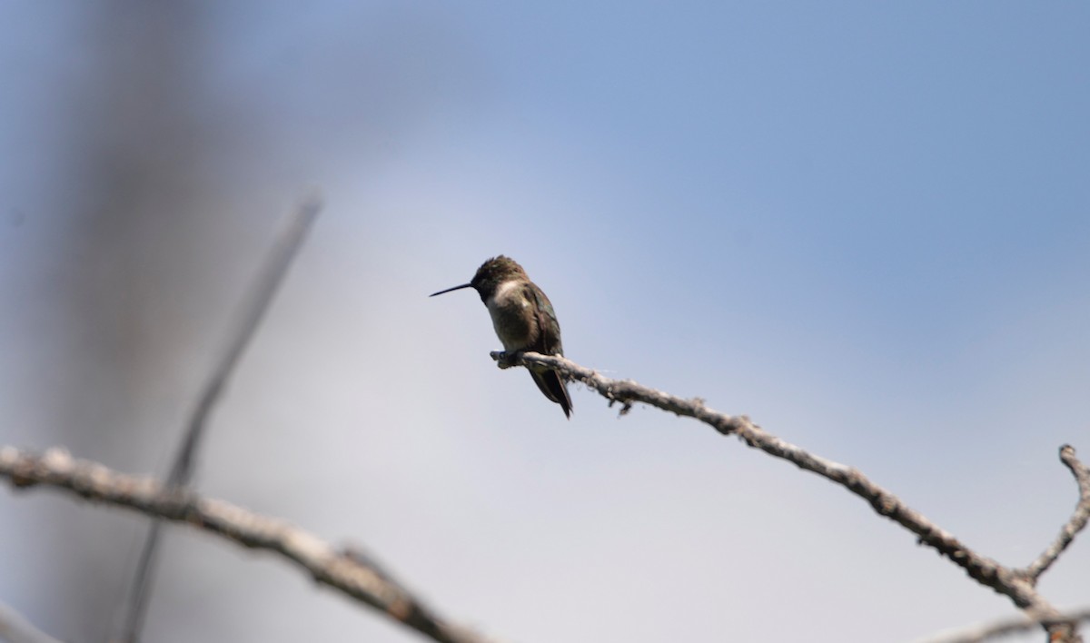 Black-chinned Hummingbird - Klaus Bielefeldt
