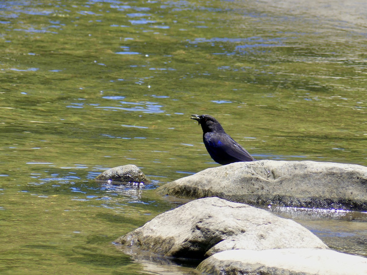 Taiwan Whistling-Thrush - Yi-Ying Lee