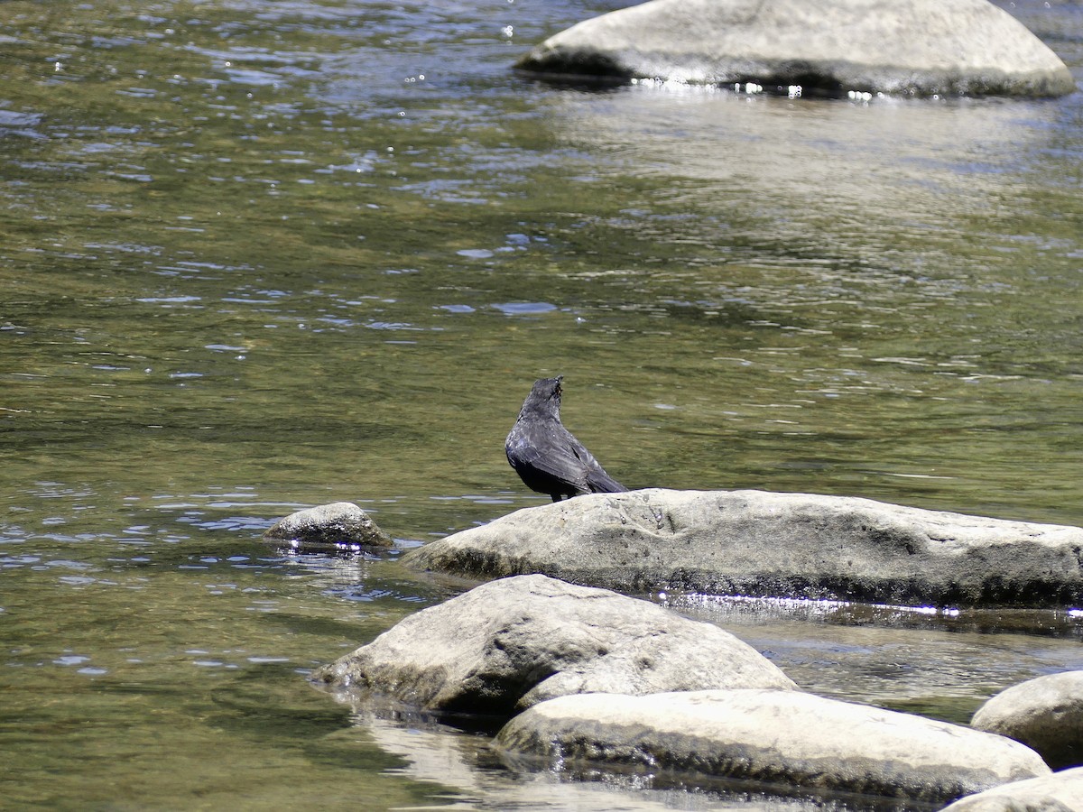 Taiwan Whistling-Thrush - ML592279941