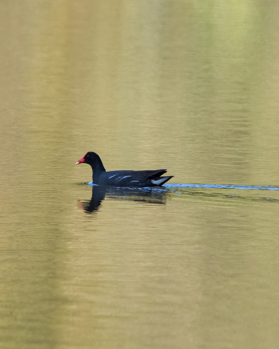 Gallinule d'Amérique - ML592280381