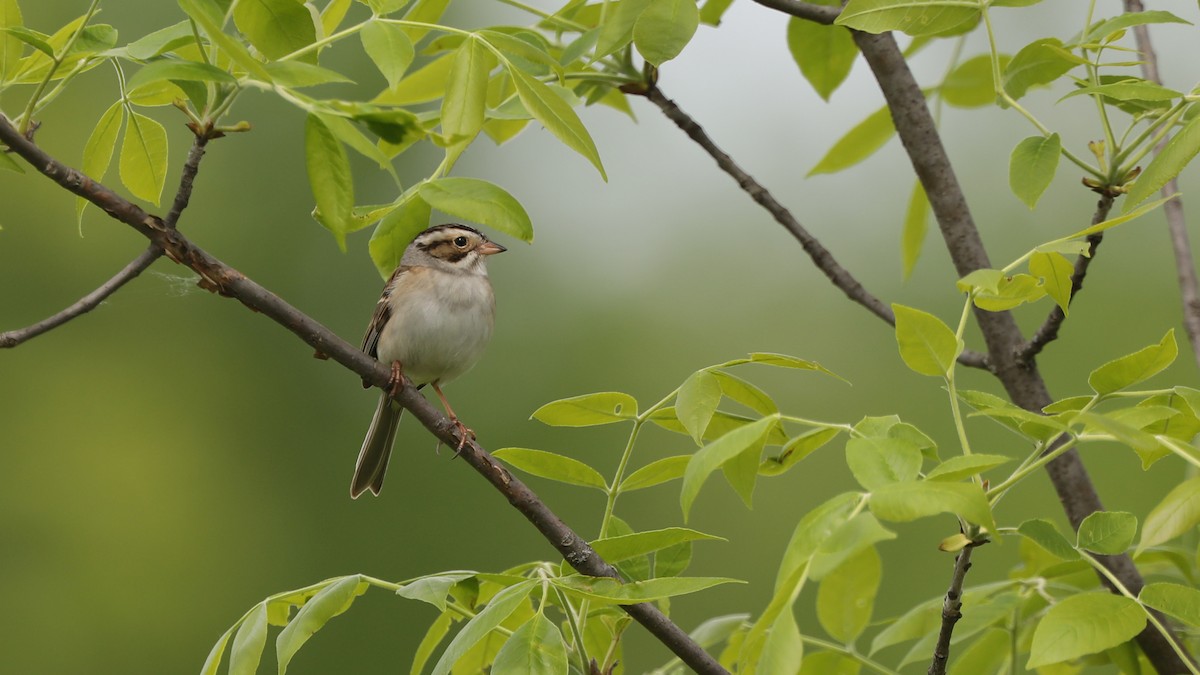 Clay-colored Sparrow - ML59228051
