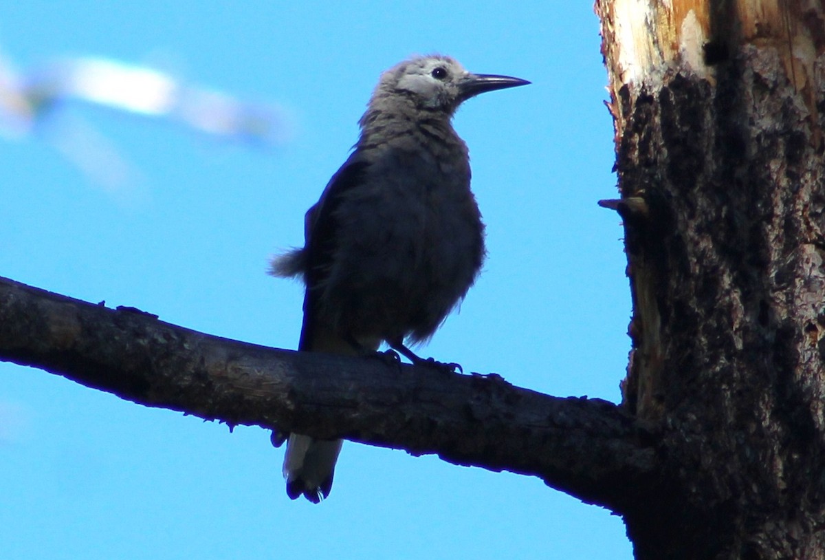 Clark's Nutcracker - ML592280571