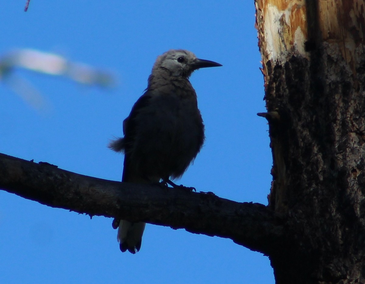 Clark's Nutcracker - ML592280591