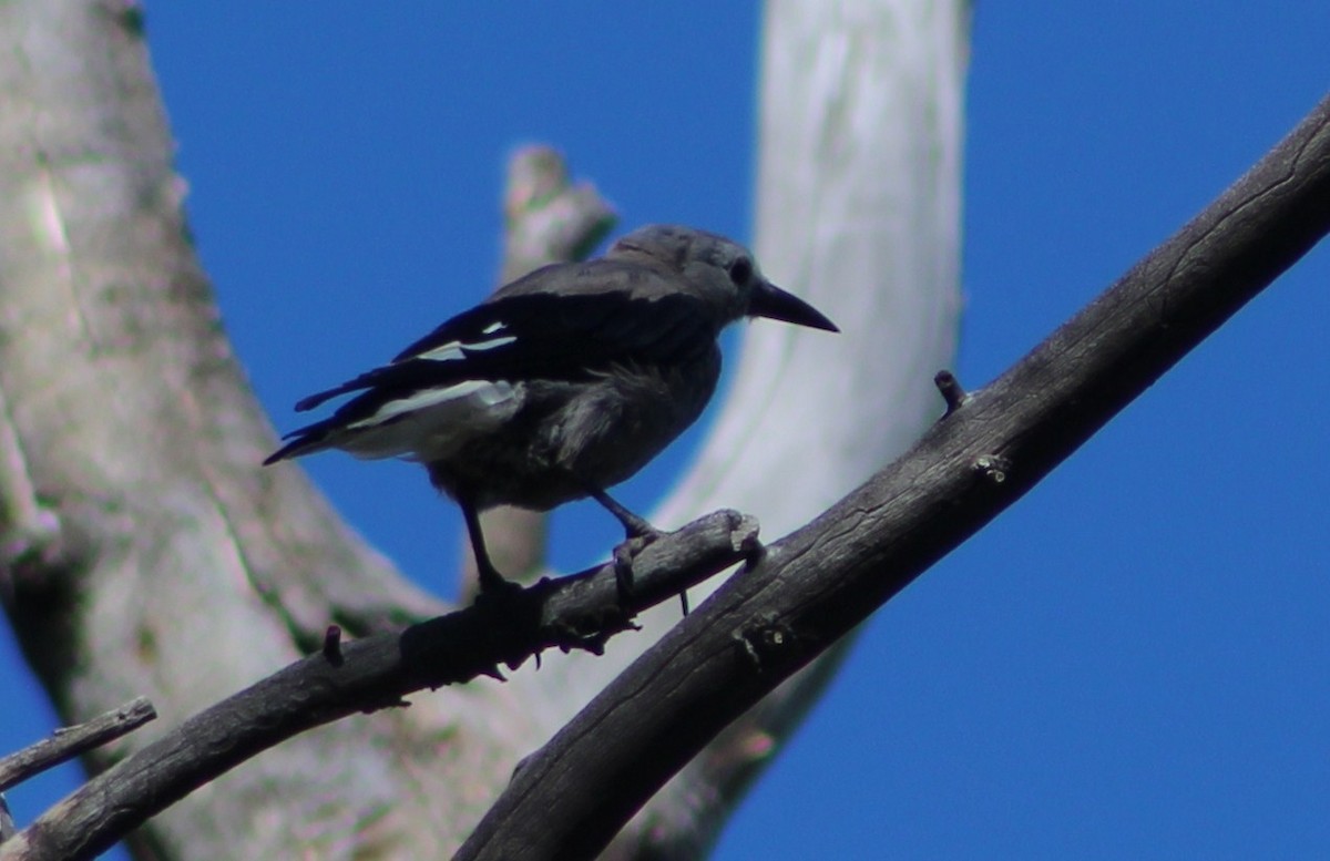 Clark's Nutcracker - ML592280661