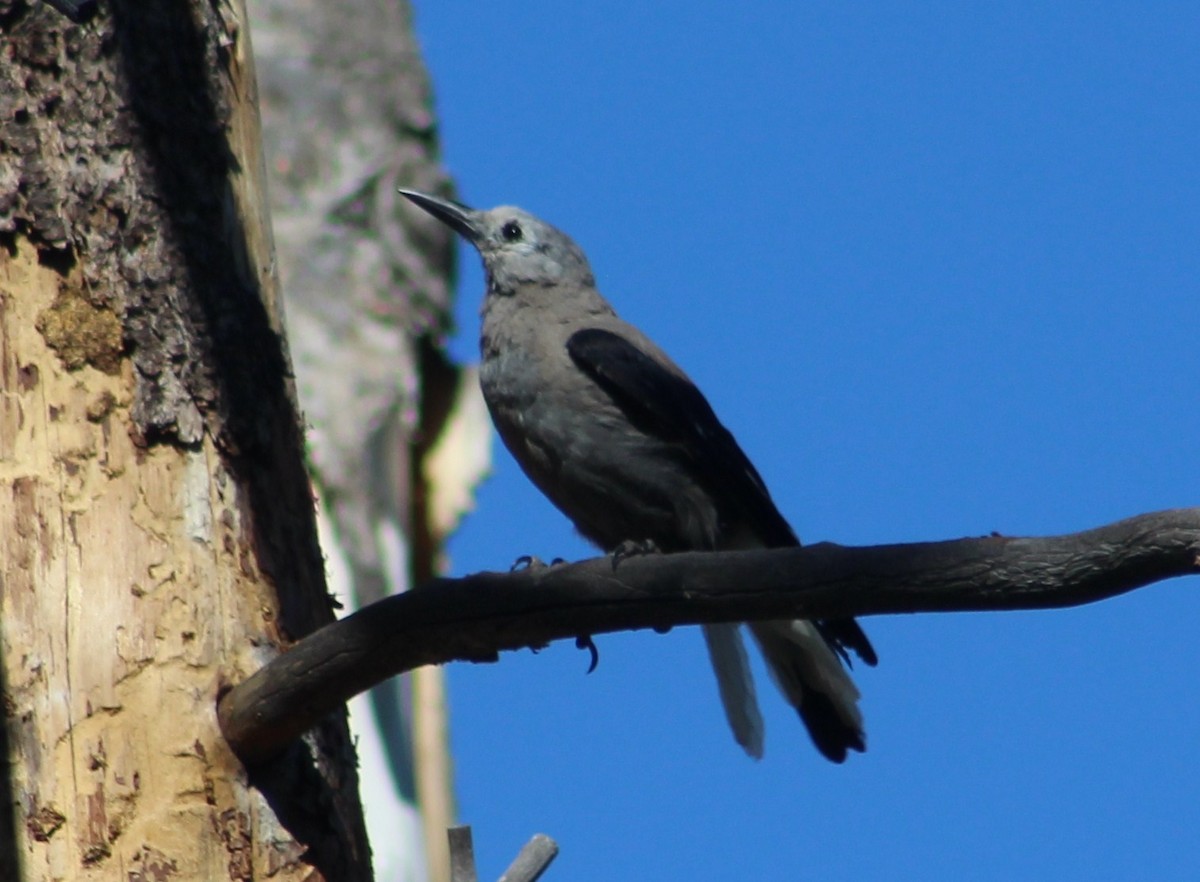 Clark's Nutcracker - ML592280671