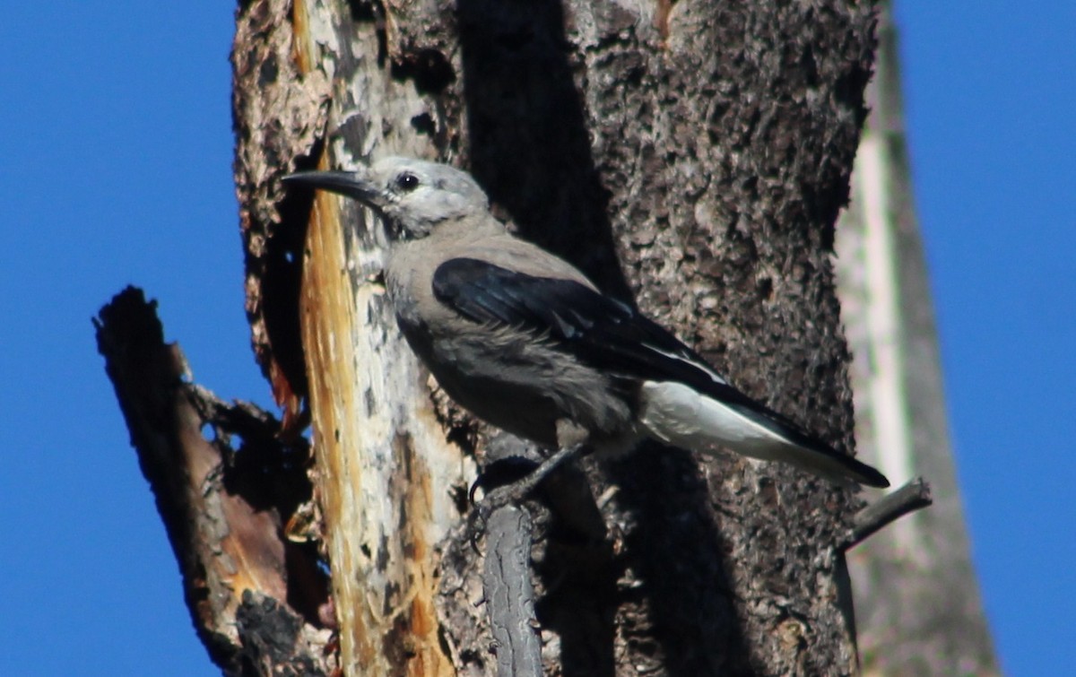 Clark's Nutcracker - ML592280681