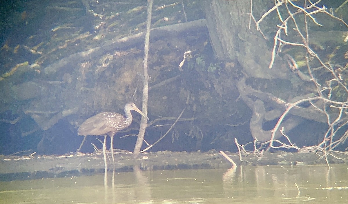 Limpkin - ML592281341