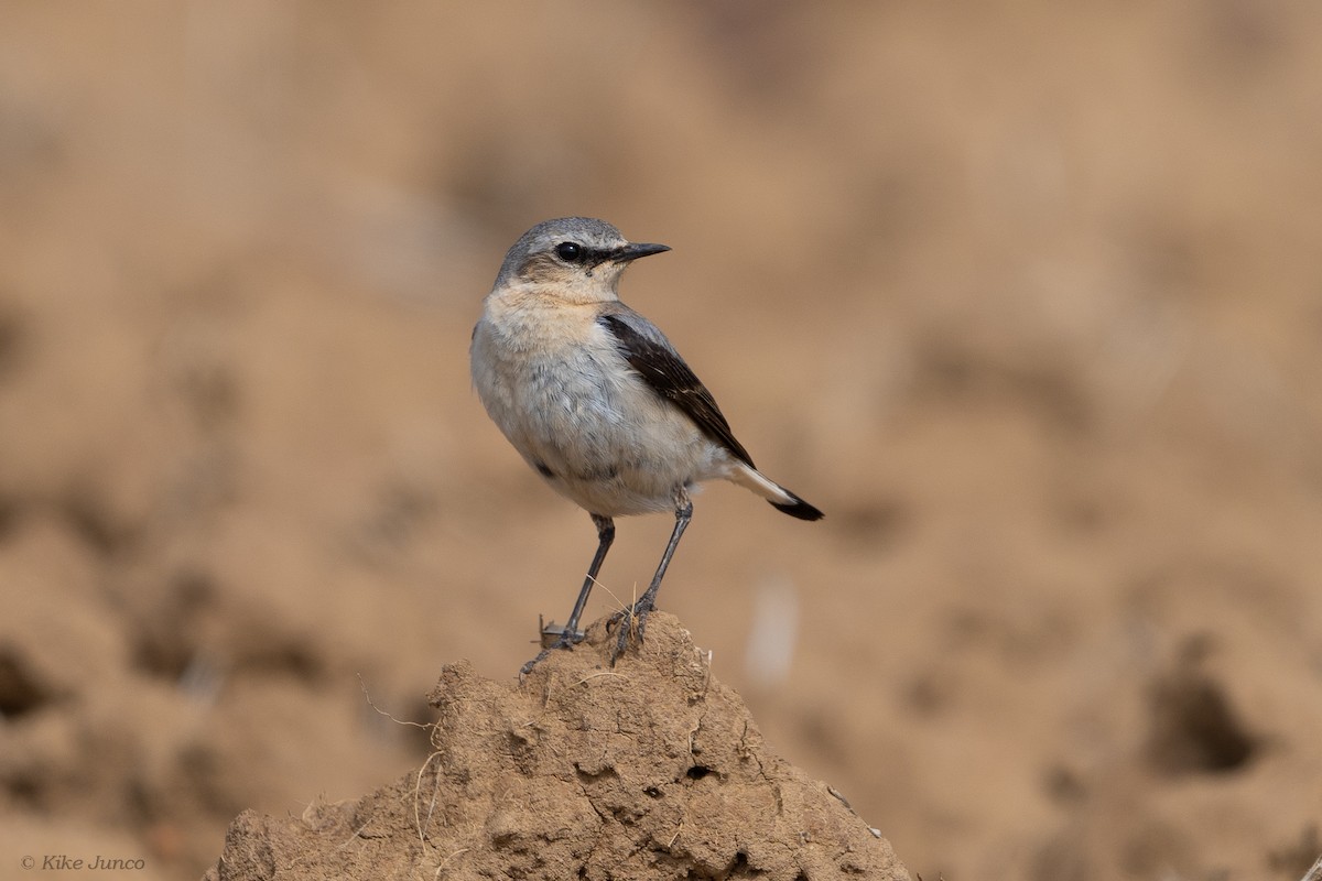 Northern Wheatear - ML592281631