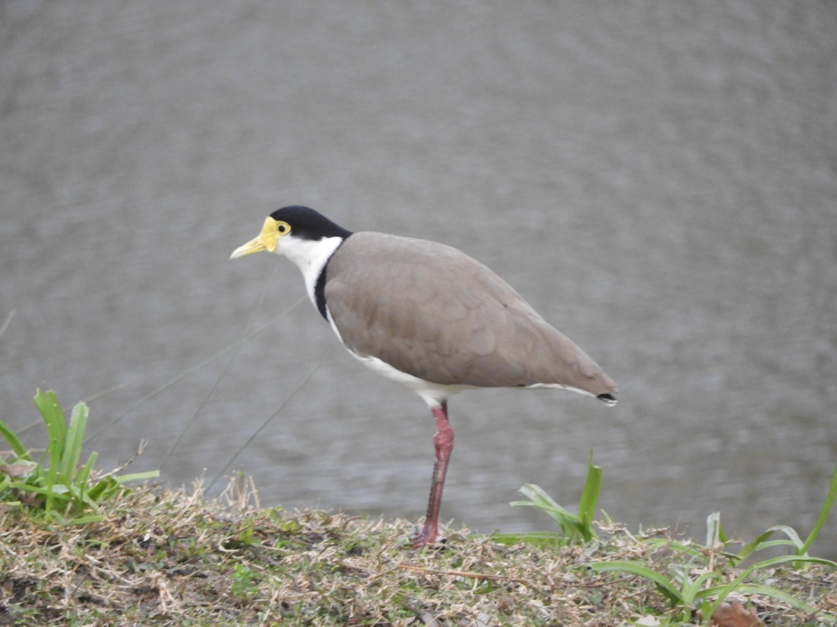 Masked Lapwing - ML592281701