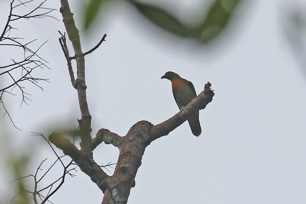 Large Green-Pigeon - ML592282281