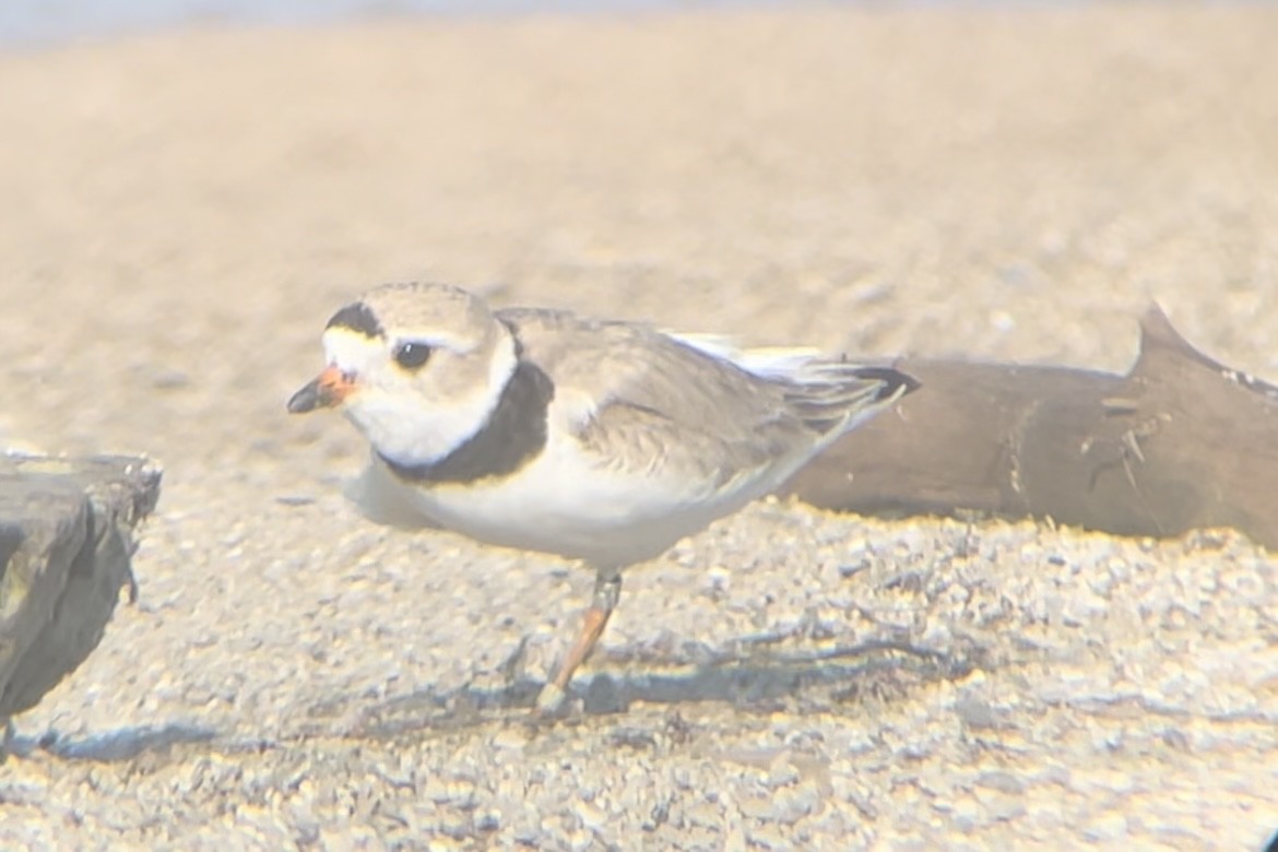 Piping Plover - ML592282851