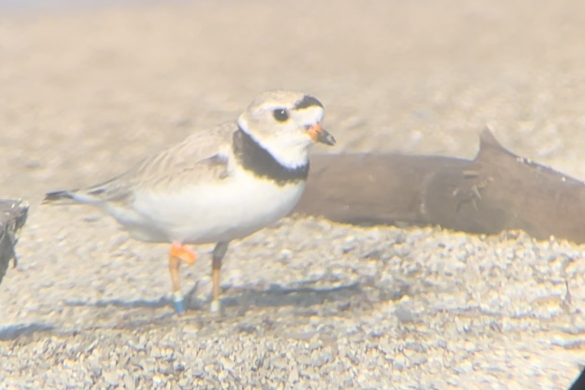 Piping Plover - ML592282861