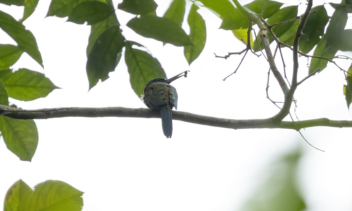 Purplish Jacamar - ML592283311