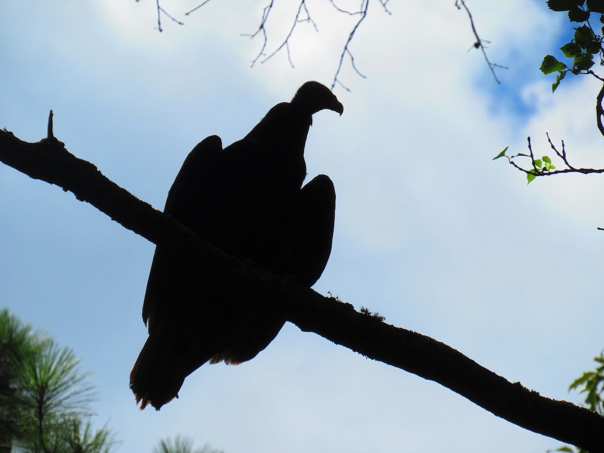 Turkey Vulture - ML592283541