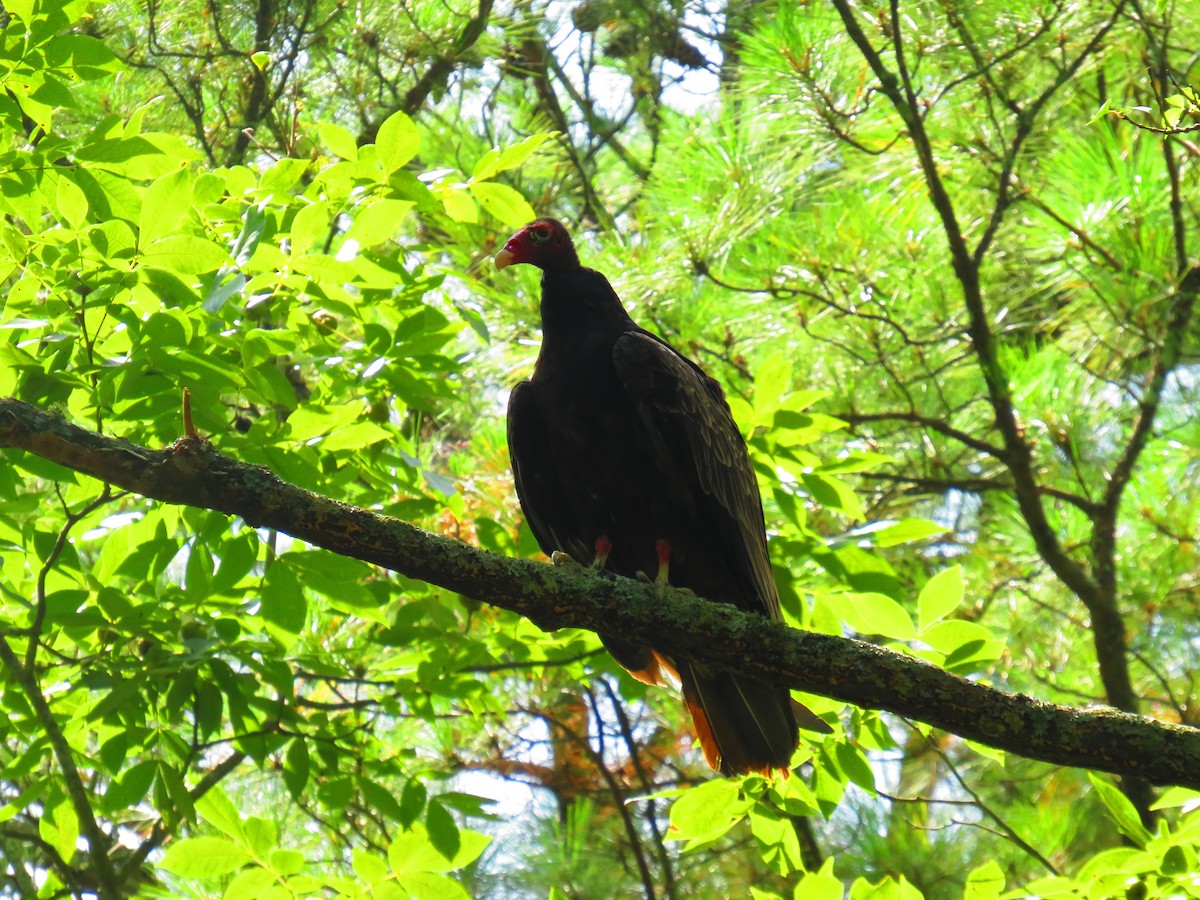 Turkey Vulture - ML592283551