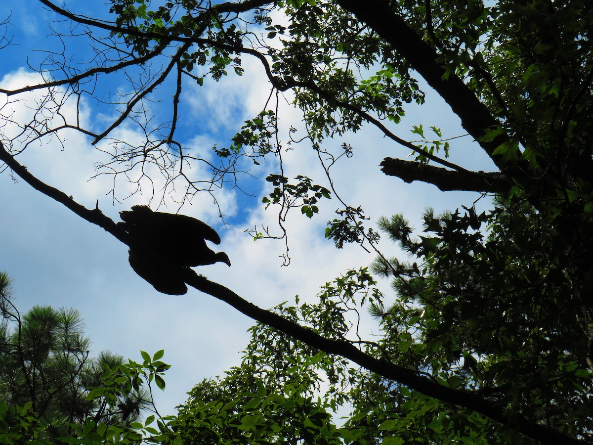 Turkey Vulture - ML592283611