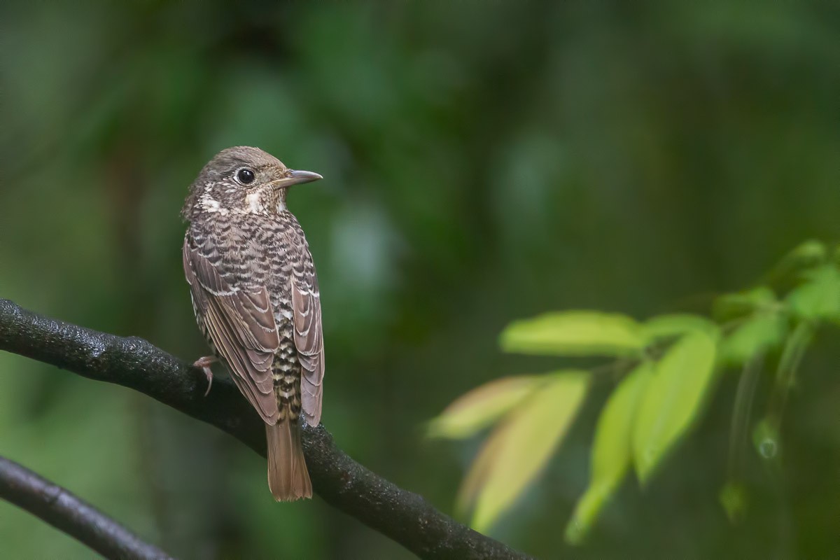 White-throated Rock-Thrush - ML59228381