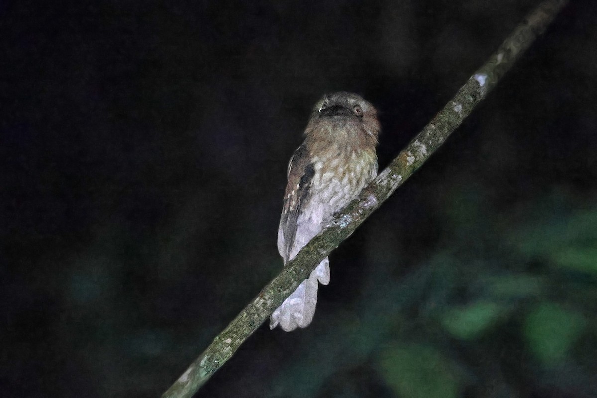 Gould's Frogmouth - ML592284891