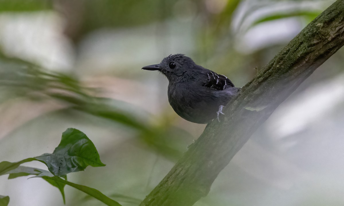 Common Scale-backed Antbird (Buff-breasted) - ML592288841