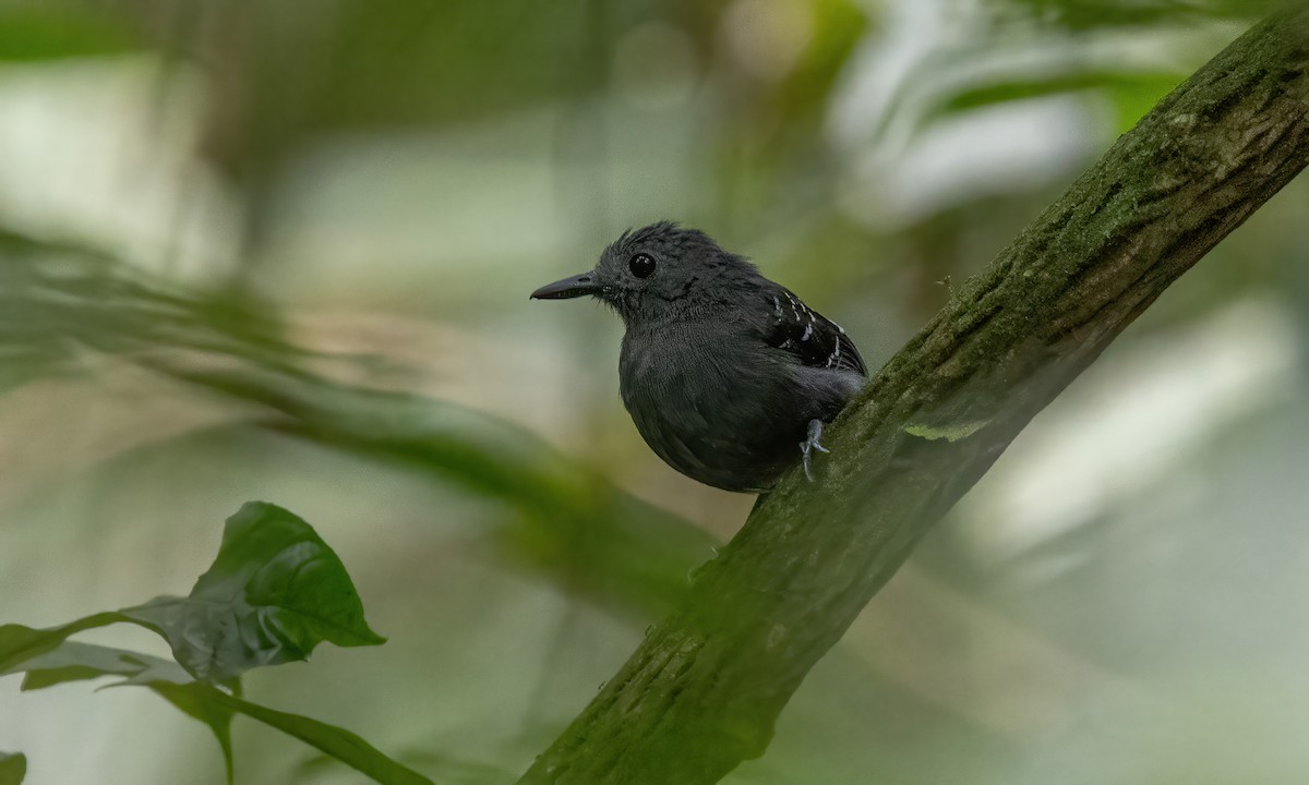 Common Scale-backed Antbird (Buff-breasted) - ML592288861