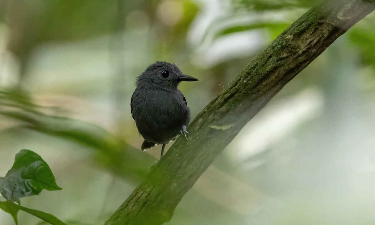 Common Scale-backed Antbird (Buff-breasted) - ML592288871