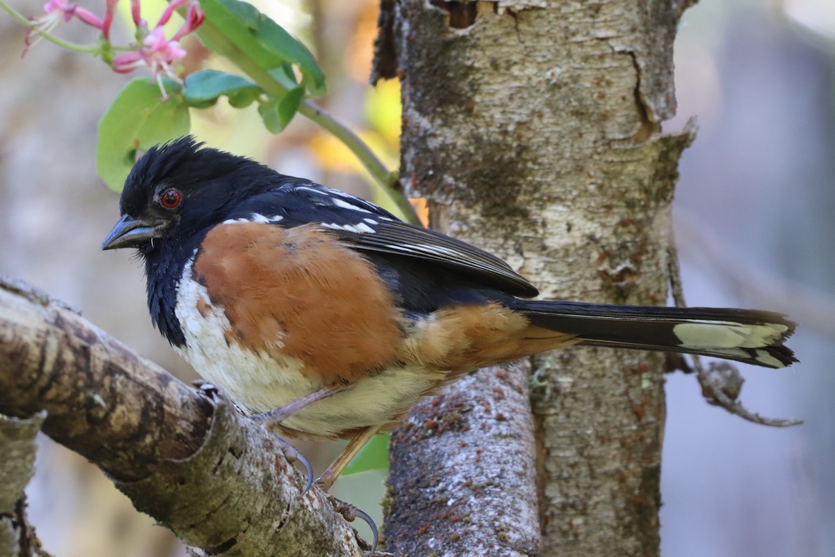 Spotted Towhee - ML592289311