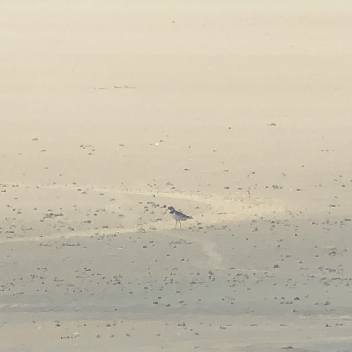 Semipalmated Plover - Arun Bose