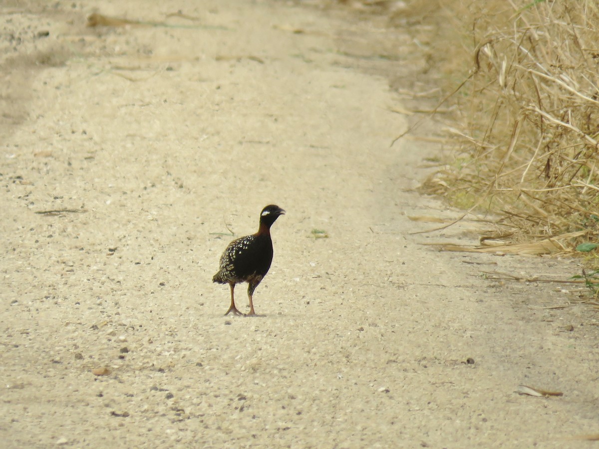 Black Francolin - ML592289761