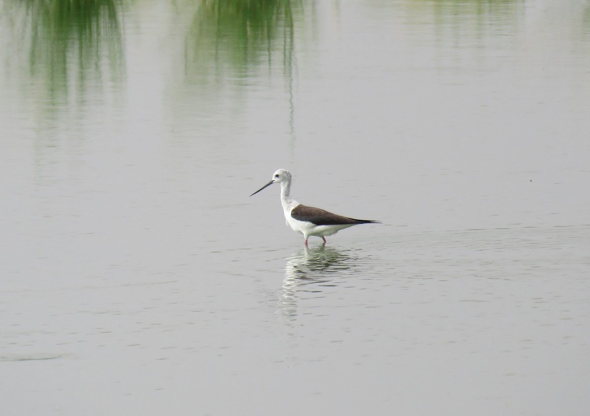 Black-winged Stilt - ML592289961