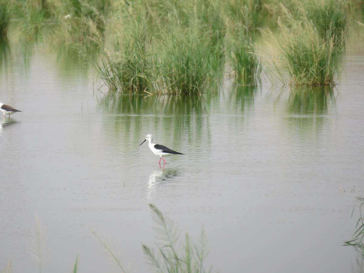 Black-winged Stilt - ML592290031