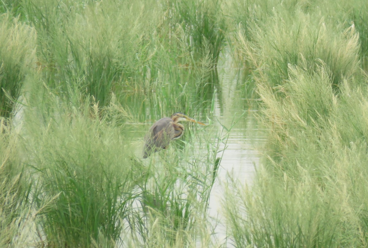 Purple Heron - ML592290451