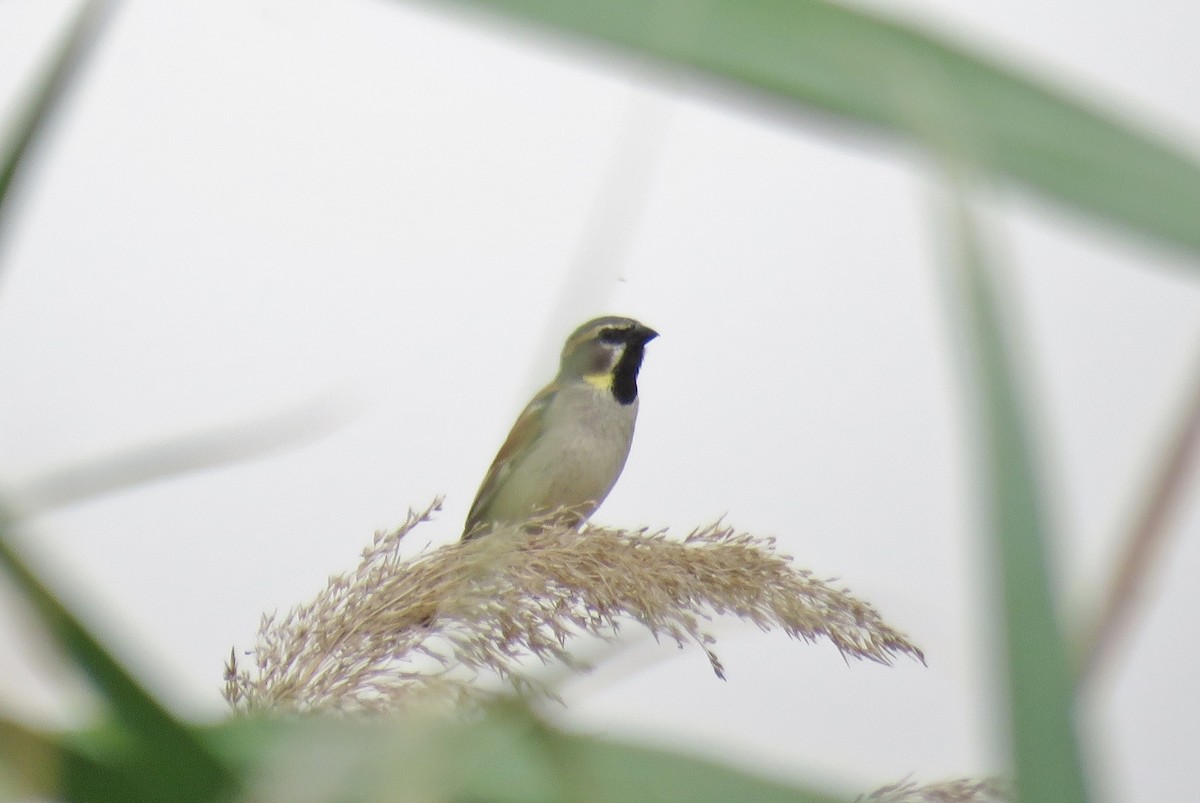 Dead Sea Sparrow - ML592290791