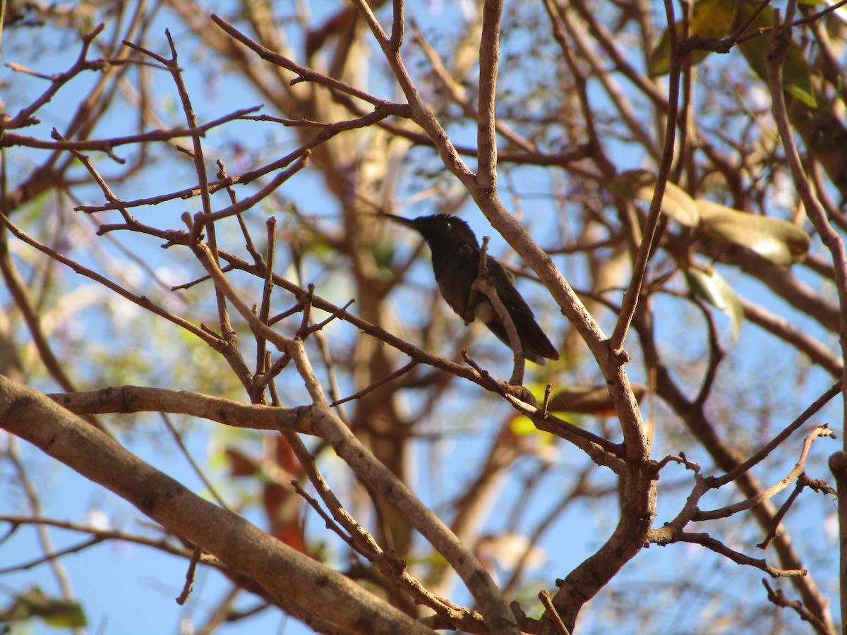 Ruby-topaz Hummingbird - ML592291031