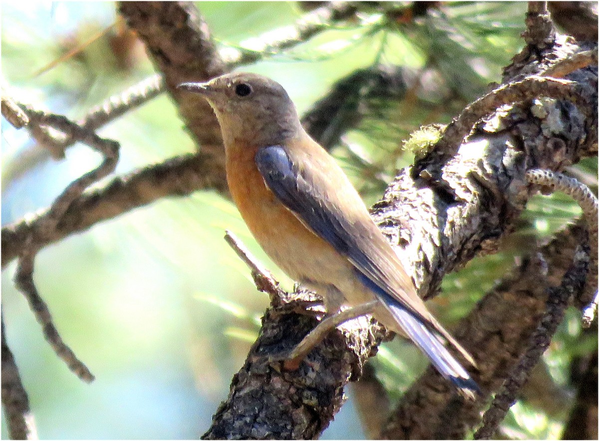 Western Bluebird - ML592291871