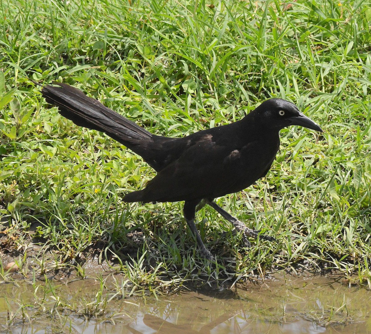Great-tailed Grackle - ML592292011