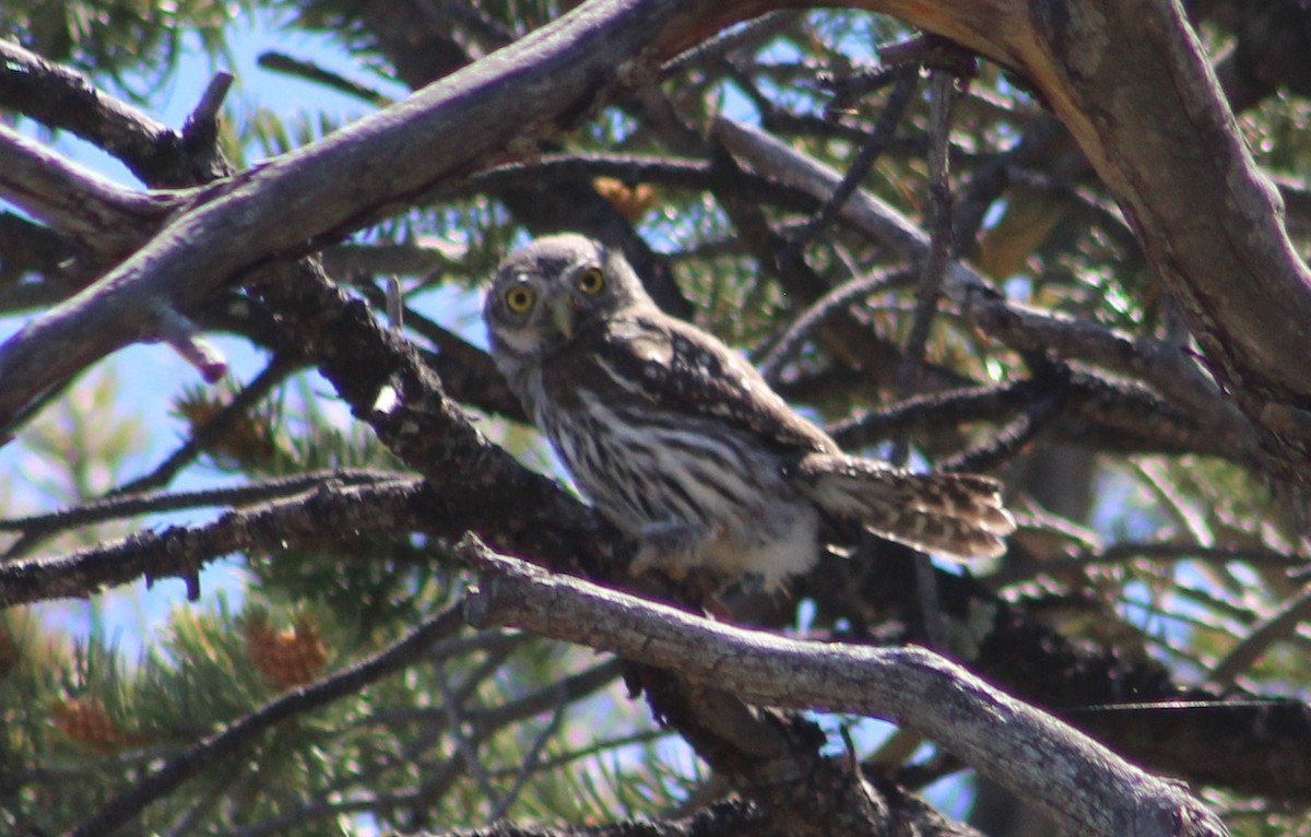 Northern Pygmy-Owl (Rocky Mts.) - Tommy DeBardeleben