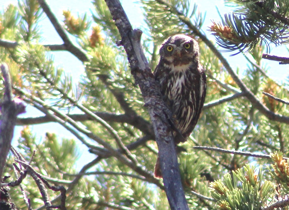 Northern Pygmy-Owl (Rocky Mts.) - Tommy DeBardeleben