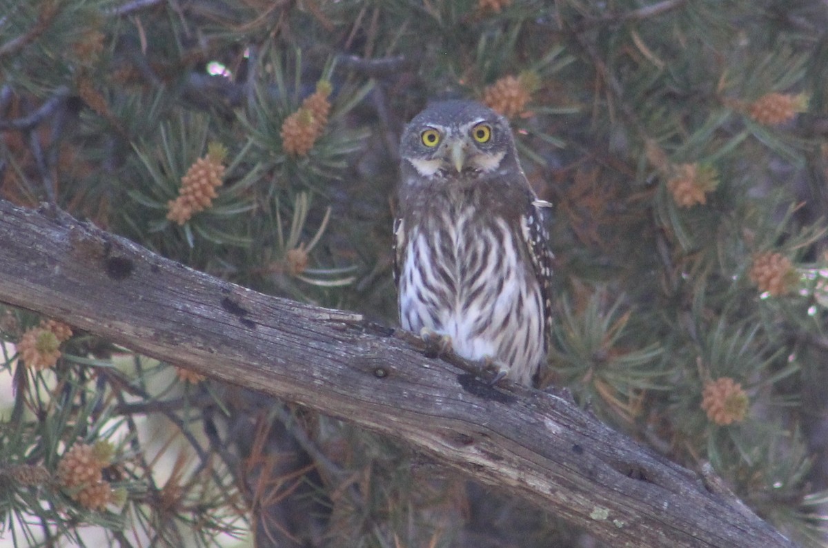 Northern Pygmy-Owl (Rocky Mts.) - ML592295221