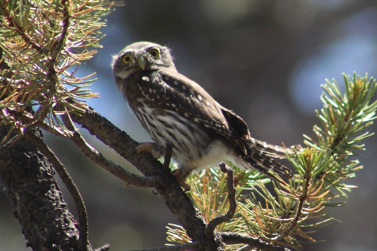 Northern Pygmy-Owl (Rocky Mts.) - ML592295281