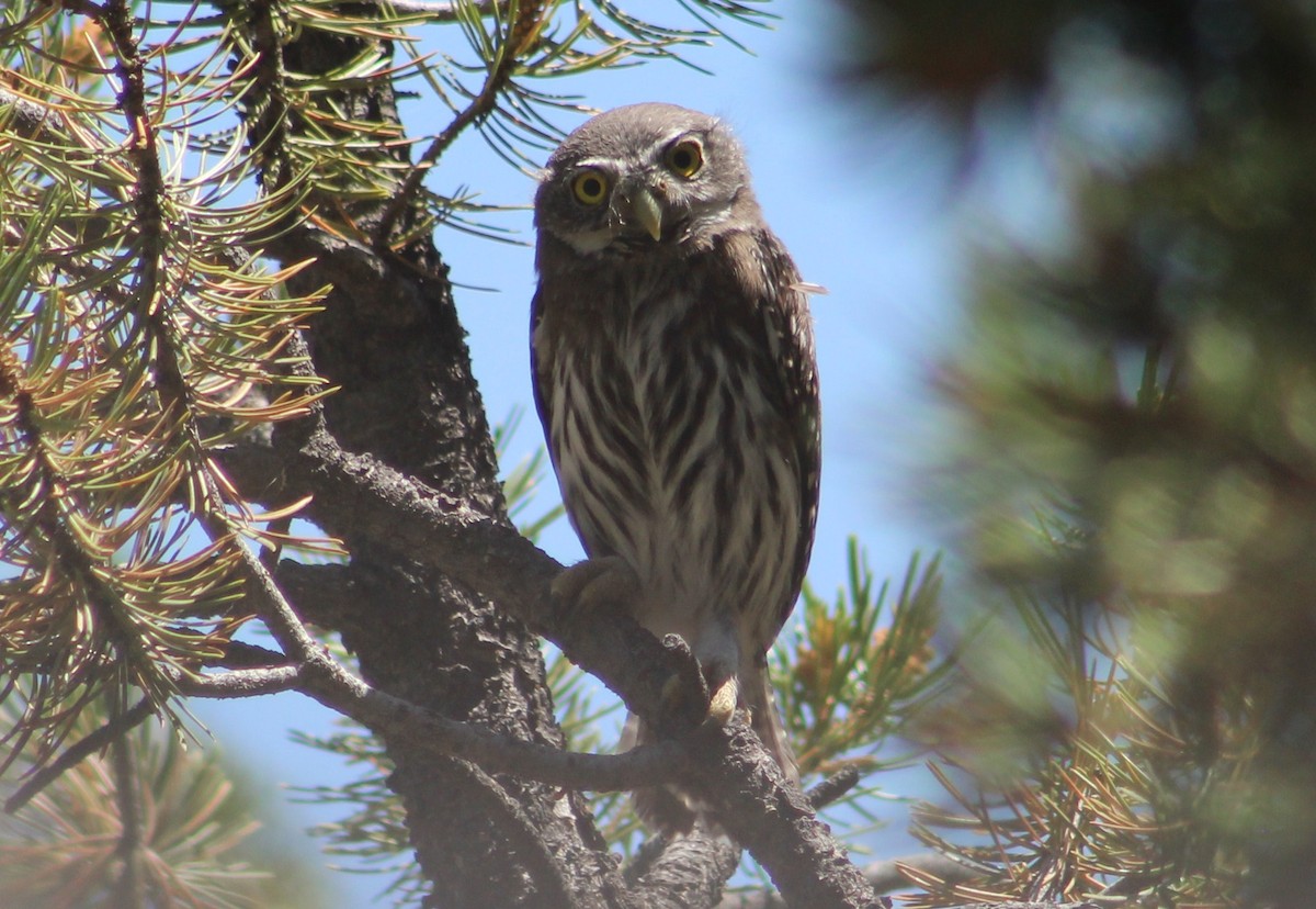 Northern Pygmy-Owl (Rocky Mts.) - ML592295361