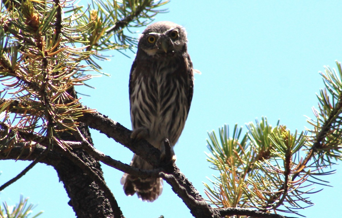 Northern Pygmy-Owl (Rocky Mts.) - ML592295501