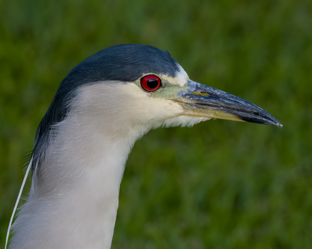 Black-crowned Night Heron - ML592296001