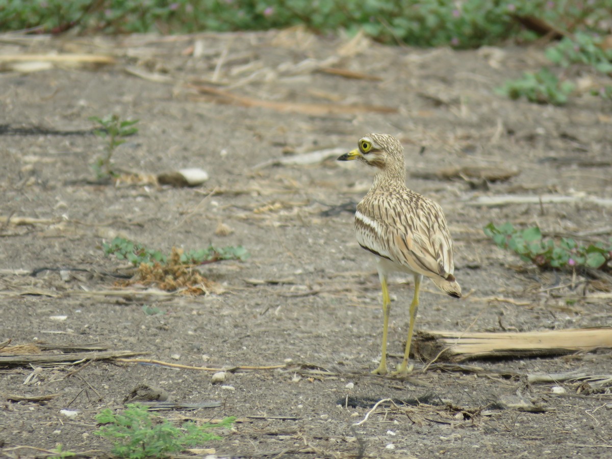 Eurasian Thick-knee - ML592296071