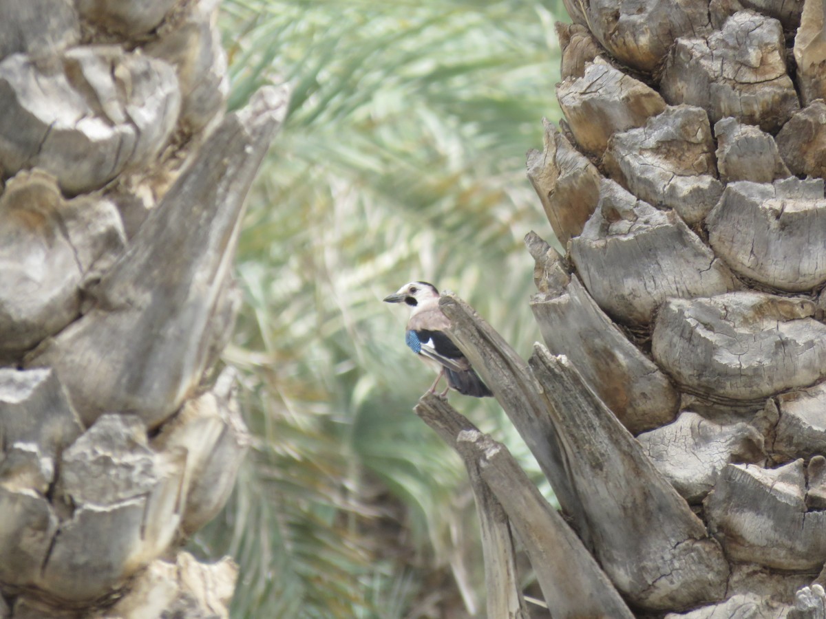 Eurasian Jay - Michael Willison