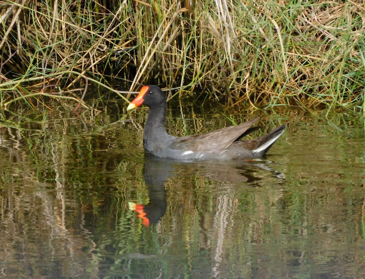 Common Gallinule - ML592296491