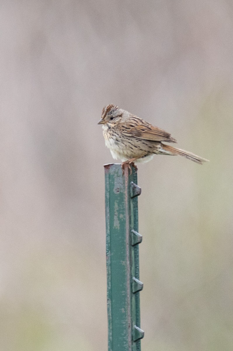 Lincoln's Sparrow - ML592297301