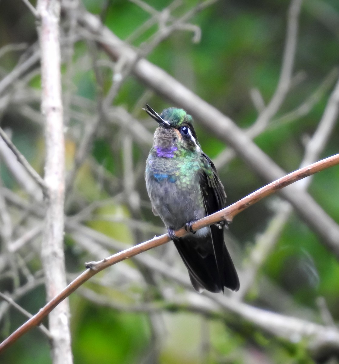 kolibřík fialovohrdlý - ML592297321